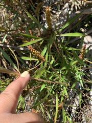 Stillingia sylvatica