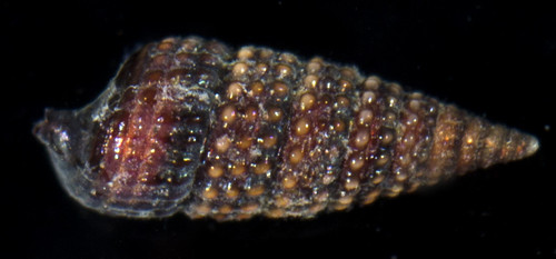Marshallora nigrocincta
