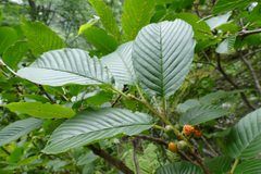 Rhamnus fallax