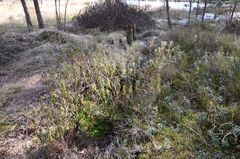 Rhododendron tomentosum