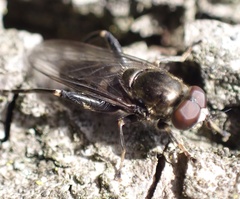 Chalcosyrphus nemorum