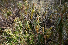 Rhododendron tomentosum