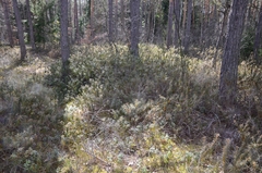 Rhododendron tomentosum