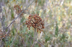 Rhododendron tomentosum