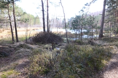 Rhododendron tomentosum