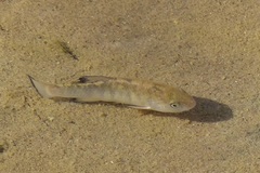 Cyprinodon salinus salinus