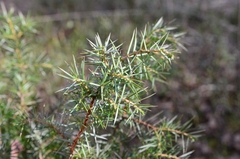 Juniperus communis