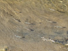 Cyprinodon salinus salinus