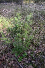 Juniperus communis