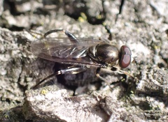 Chalcosyrphus nemorum
