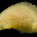 Lemon Drop - Photo (c) smithsonian_marinegeo, some rights reserved (CC BY-NC-SA), uploaded by smithsonian_marinegeo