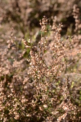 Calluna vulgaris