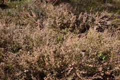 Calluna vulgaris