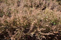 Calluna vulgaris