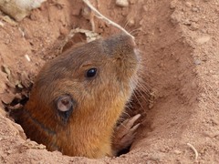 Thomomys bottae planirostris