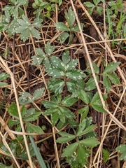 Magnoliopsida
