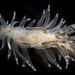 Striped Nudibranch - Photo (c) smithsonian_marinegeo, some rights reserved (CC BY-NC-SA), uploaded by smithsonian_marinegeo