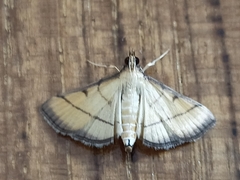 Cnaphalocrocis rutilalis