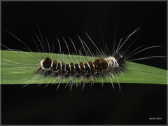 Euproctis kanshireia