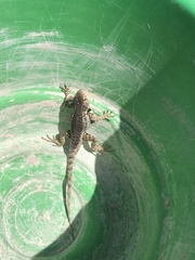 Sceloporus zosteromus rufidorsum