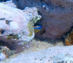 Chrysiptera brownriggii