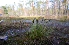Eriophorum vaginatum
