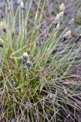 Eriophorum vaginatum