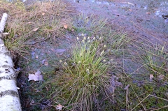 Eriophorum vaginatum
