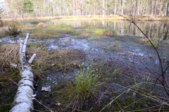 Eriophorum vaginatum