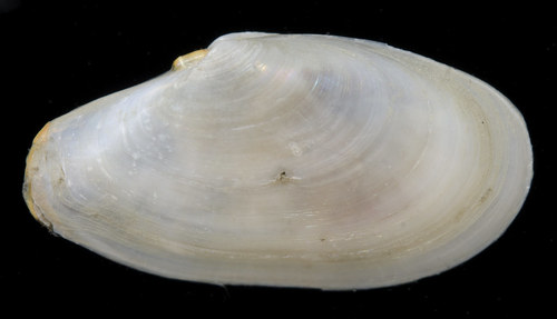 Medium