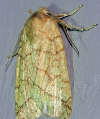 Pyreferra hesperidago