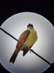 Pitangus sulphuratus