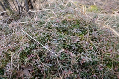 Vaccinium oxycoccos