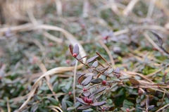 Vaccinium oxycoccos