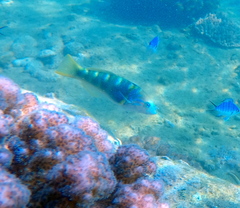 Thalassoma