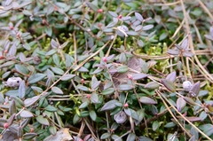Vaccinium oxycoccos