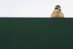 Charadrius obscurus