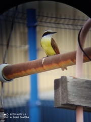 Pitangus sulphuratus