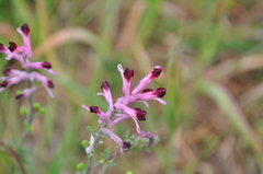 Fumaria bastardii