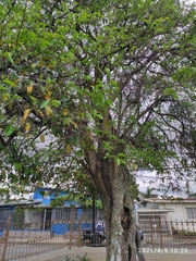 Punica granatum