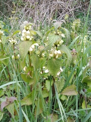 Lamium album