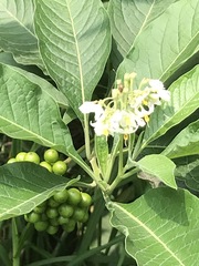 Solanum aligerum