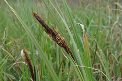 Carex riparia