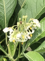 Solanum aligerum