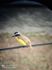 Pitangus sulphuratus