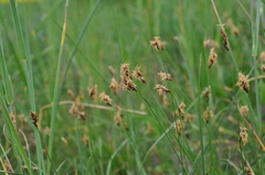 Carex divisa