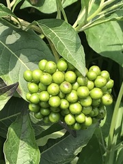 Solanum aligerum