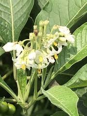 Solanum aligerum