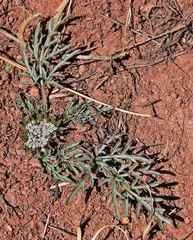 Cymopterus glomeratus
