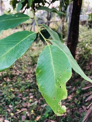 Cassia fistula